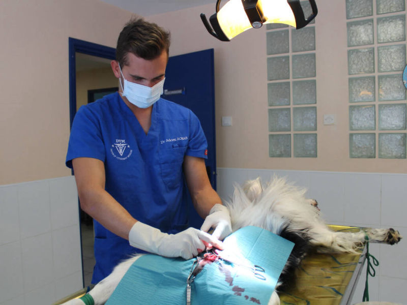 Chirurgie • Clinique Vétérinaire Lattes Aragon