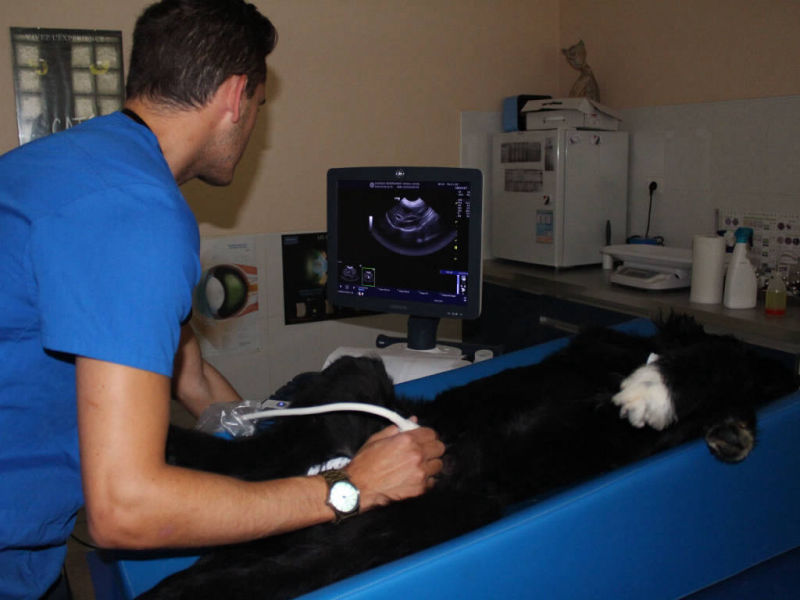 Clinique Vétérinaire Lattes Aragon • Echographie