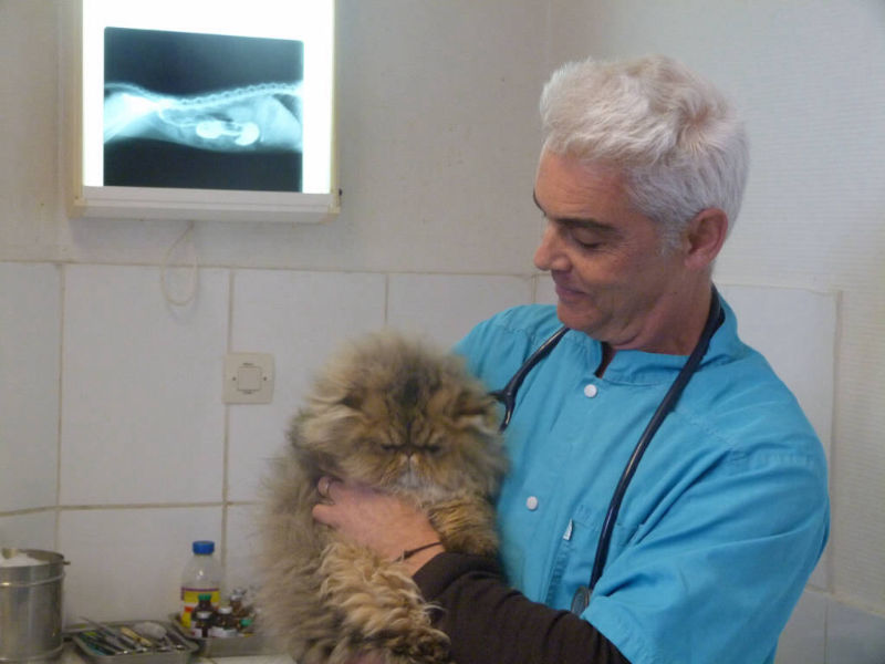 Clinique Vétérinaire Lattes Aragon • Hervé Rosas en Consultation